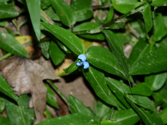 {Commelina diffusa}